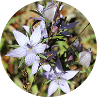 センブリエキス