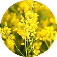 γ-ドコサラクトン