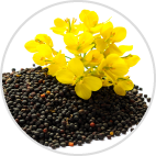 γ-ドコサラクトン