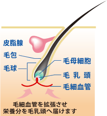 AGA治療方法その2